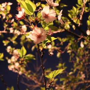 桜満開！！花見～( *´艸｀)